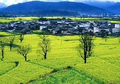 婺源油菜花 