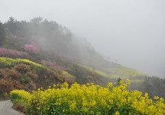 石潭油菜花 