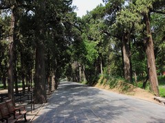 曲阜孔林图片