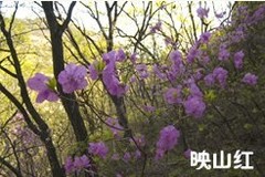 桃源仙谷图片