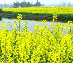 罗平油菜花海图片