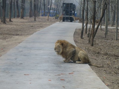 北京野生动物园旅游_北京大兴北京野生动物园