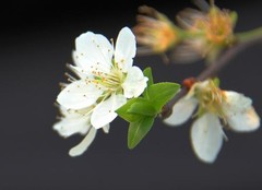 统景李花3