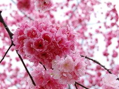 平安神宫图片