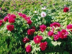 丫山花海石林图片