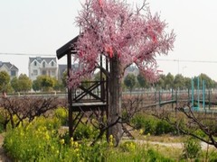 许愿树