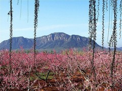 桃花岛风情园图片