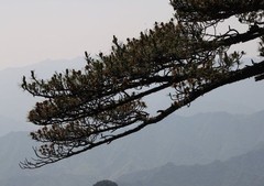 牯牛降自然保护区图片