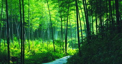 溧阳南山竹海图片